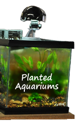 Aquascaping, Livestock: Plants, Maintenance,  Aquarium Plant Diseases, Nutrients, Gardens,  Freshwater Invertebrates, Set-up, FAQ's,  More...