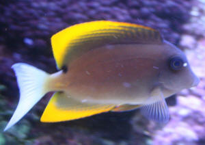 http://www.wetwebmedia.com/AcanthuroidPIX/TangPIX/Ctenochaetus/C.%20tominensis/IMG_4725a%5B1%5D%20tang%20id.JPG