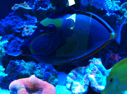 Blue Spotted Naso Tang Diet