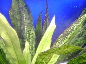 fuzzy green algae freshwater aquarium