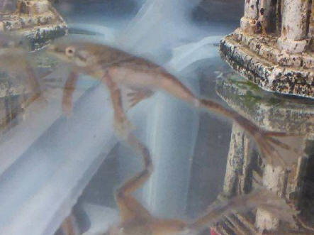 Faqs About African Dwarf Frogs Behavior