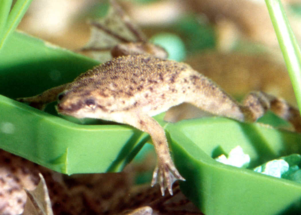 Black Clawed Frog