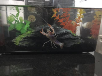crayfish tank setup