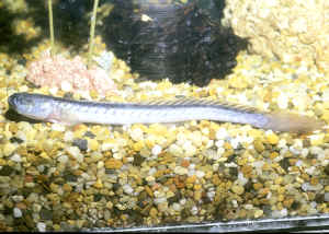 freshwater dragon fish for sale