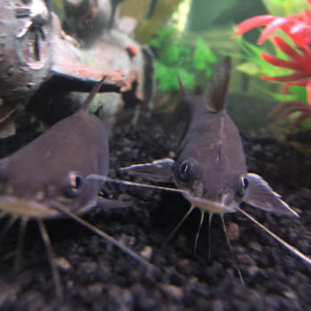 Silver Tipped Shark Catfish Diets