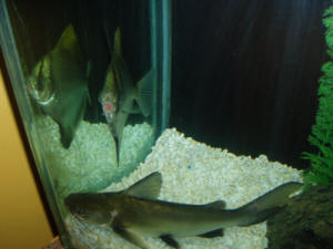 freshwater shark catfish