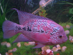 Flowerhorn Fish Growth Chart