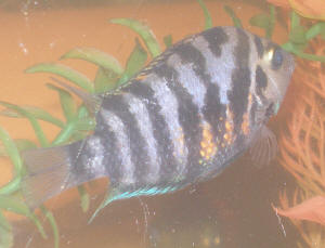 Convict Cichlid Male