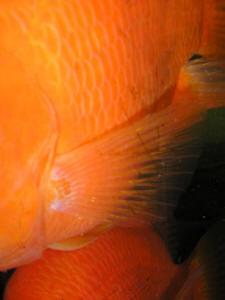 Live Blood Parrot Cichlid – 2.5-3 Inch, Freshwater Tropical Fish, Beginner Friendly