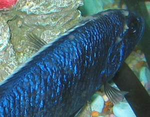 Cichlid Diseases Pictures