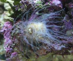 Aiptasia Anemone