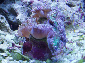 Australian Elegance Coral