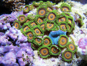 Image result for zoanthid corals