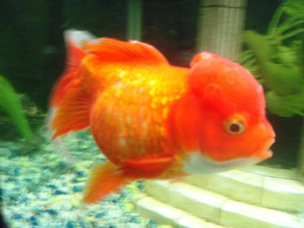 FAQs About Goldfish Reproduction, Breeding