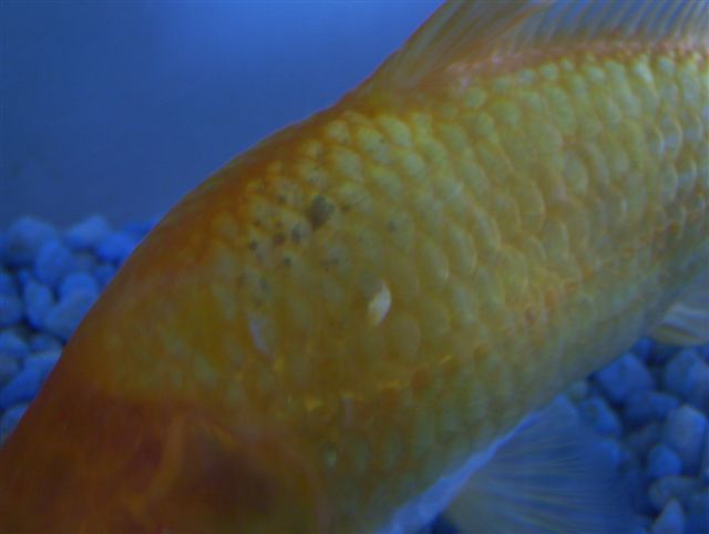 goldfish withj ammonia burns