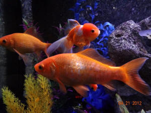 What are the signs of a pregnant goldfish?