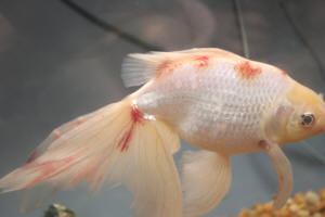 FAQs About Goldfish DiseaseHealth 17