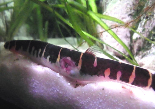 snail eating loach