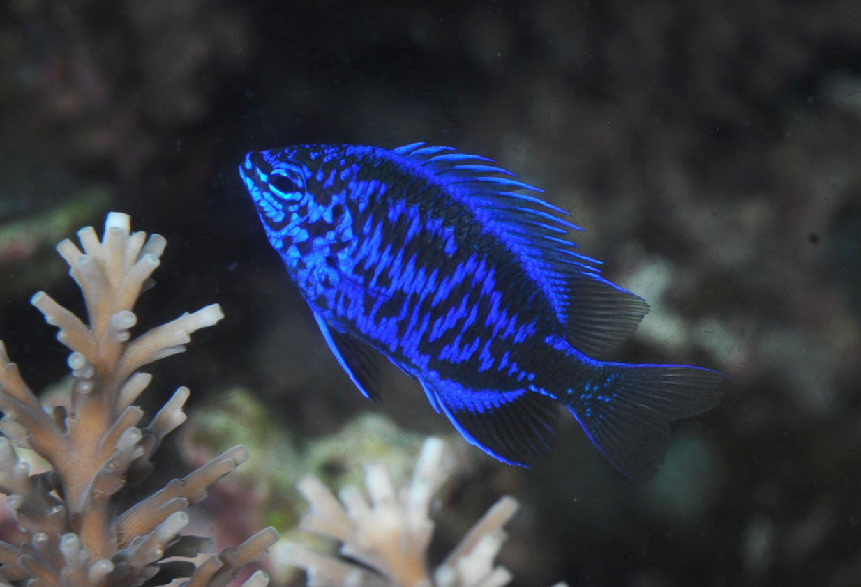 Pin By Kara L On Saltwater Fish Pet Fish Salt Water Fish Aquarium Fish Tank