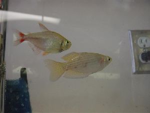 Sera Flora Nature Flake - Tropical Freshwater Fish For Sale Online - The  Wet Spot Tropical Fish