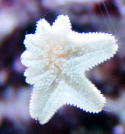 Asterina Star Fish