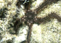Ophiocoma_paucigranulataCOZ.jpg