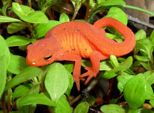 FAQs About Newts and Salamanders, Amphibians with tails