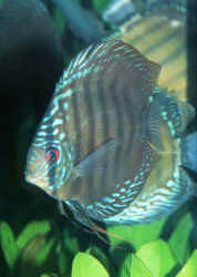 FAQs on Discus 1