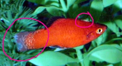 Red Platy Pregnant 105