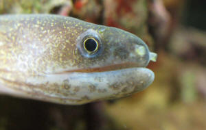 freshwater snowflake eel care