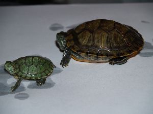 Baby turtle care (red-eared sliders, painted turtles, etc