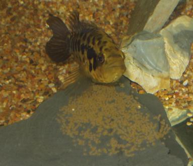 goldfish eggs hatching. FAQs on Neotropical Cichlids 2