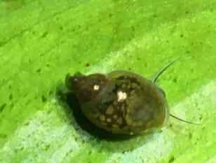 water snails in fish tank