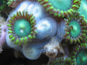 http://www.wetwebmedia.com/MolluscPIX/Gastropods/Opistobranchs%20Sea%20Slugs/Nudibranchs/Nudi%20IDs/Eggs.jpg