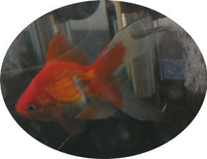 What causes black spots on goldfish?
