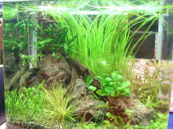 FAQs on Freshwater Planted Tanks