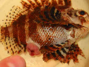 What is a dwarf lionfish?