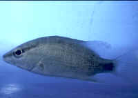 Солоноватоводный (солноводный) аквариум Lutjanus_griseus_AQJuv