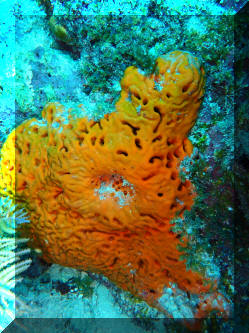Bath sponges – Marine animals without backbones – Te Ara Encyclopedia of  New Zealand