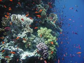 Description: D:\Images\Aquatics\Marines\Fishes\Basses\Anthiinines\P. squamipinnis\Best shot reef sceneOriginal.TIF