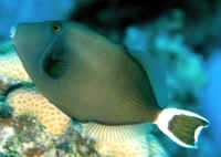 Adult blue throat triggerfish