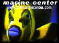 The Marine Center