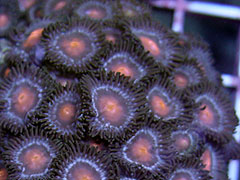 Fire Center and White Ring Button Polyps