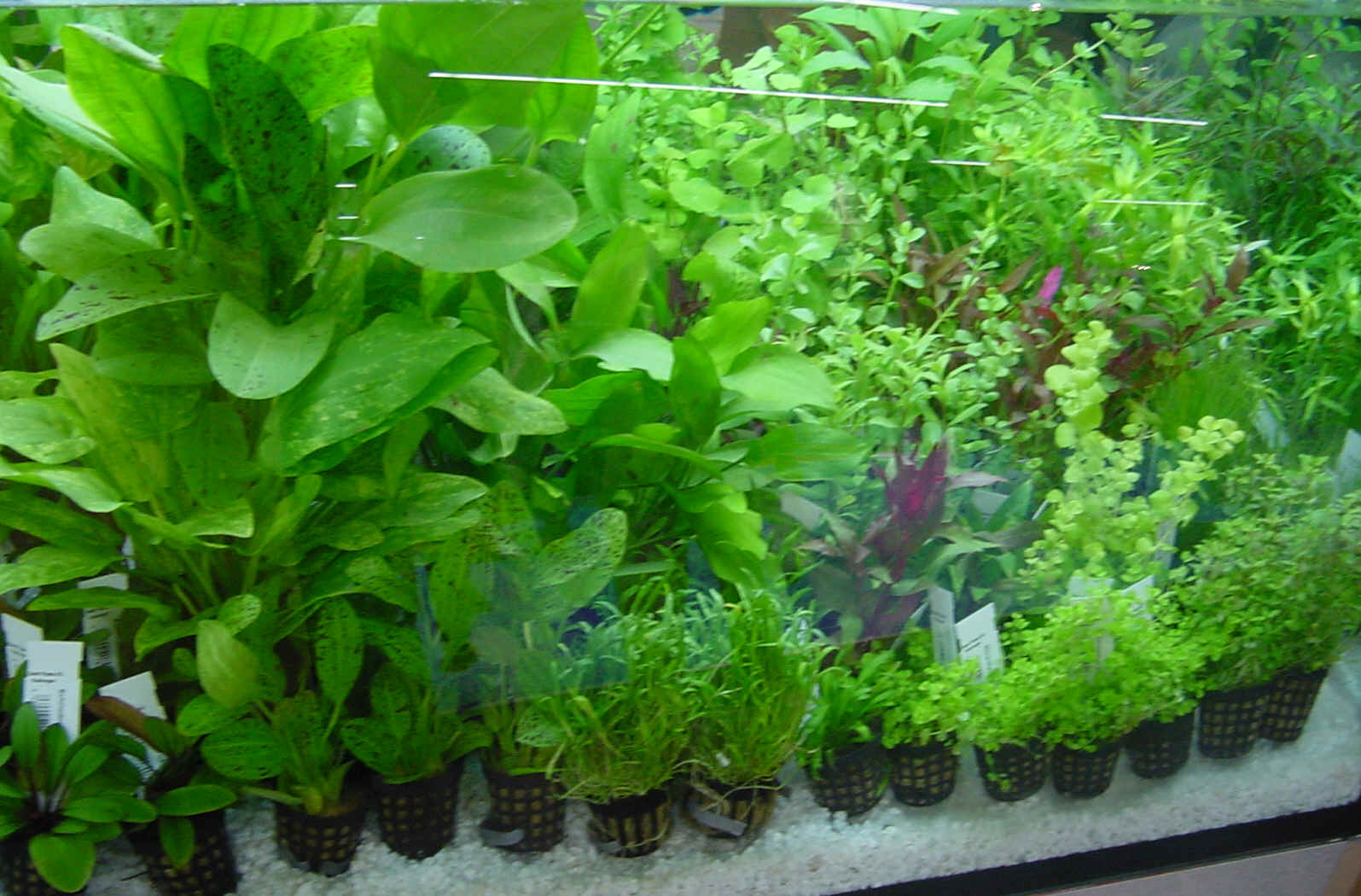 planted aquarium