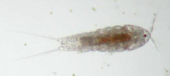 Saltwater pods live on rocks in shallow waters