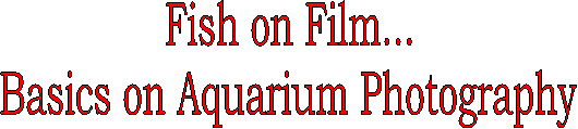 Fish on Film...
Basics on Aquarium Photography
