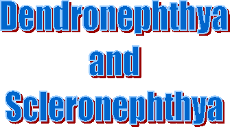 Dendronephthya
and
Scleronephthya