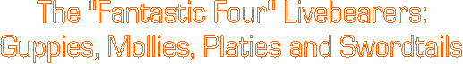The "Fantastic Four" Livebearers:
Guppies, Mollies, Platies and Swordtails
