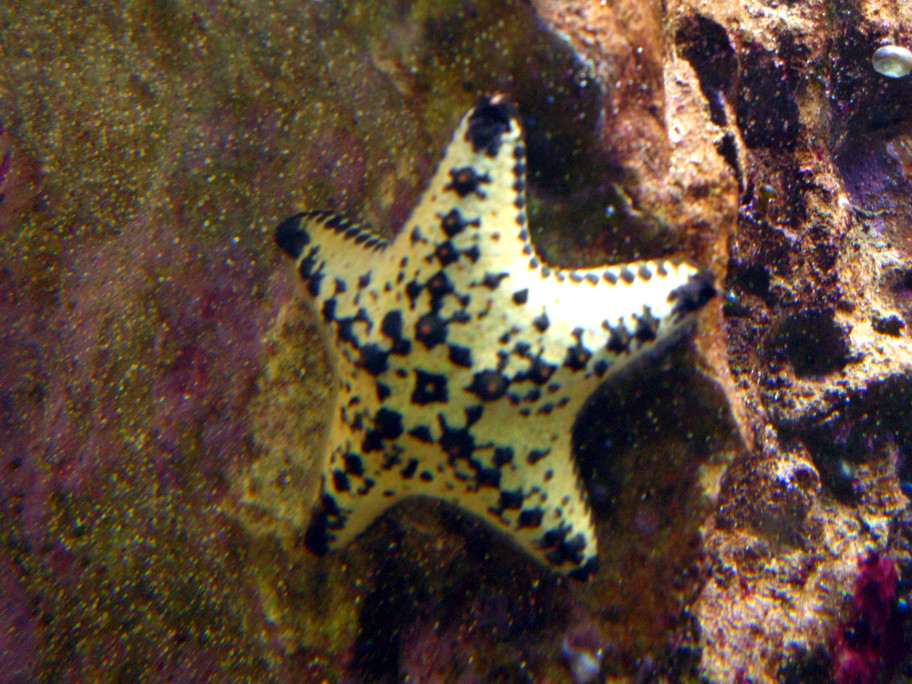 Other starfish from the family Oreastidae require similar care as the 