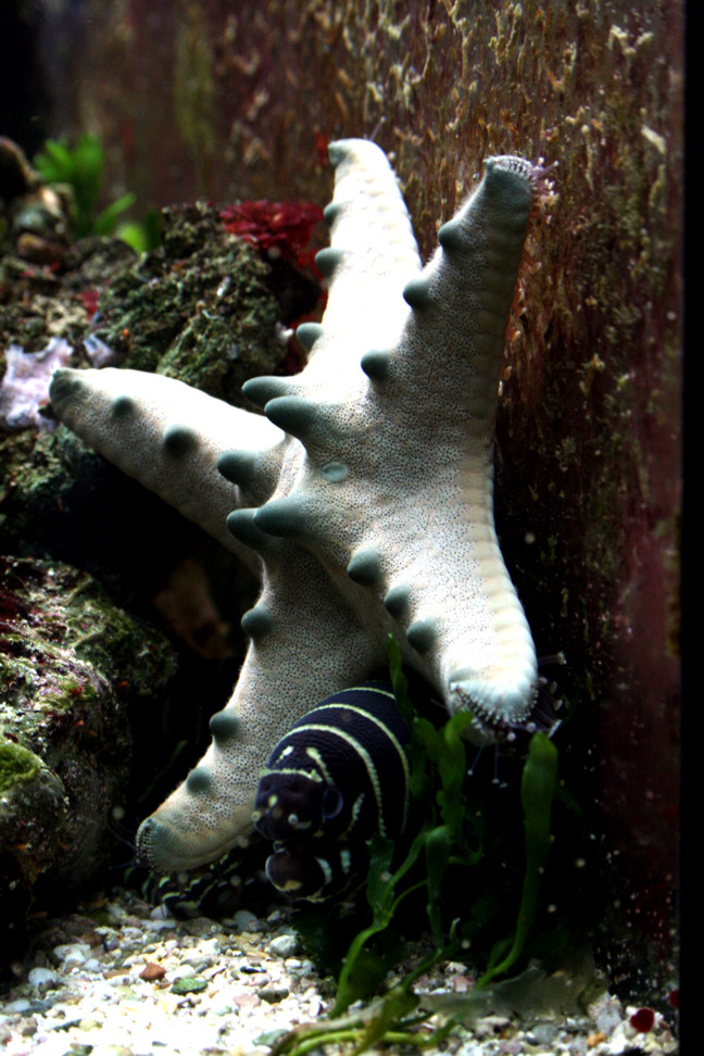 Sea Star Madreporite